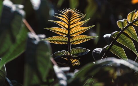 leaves