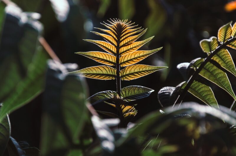 leaves